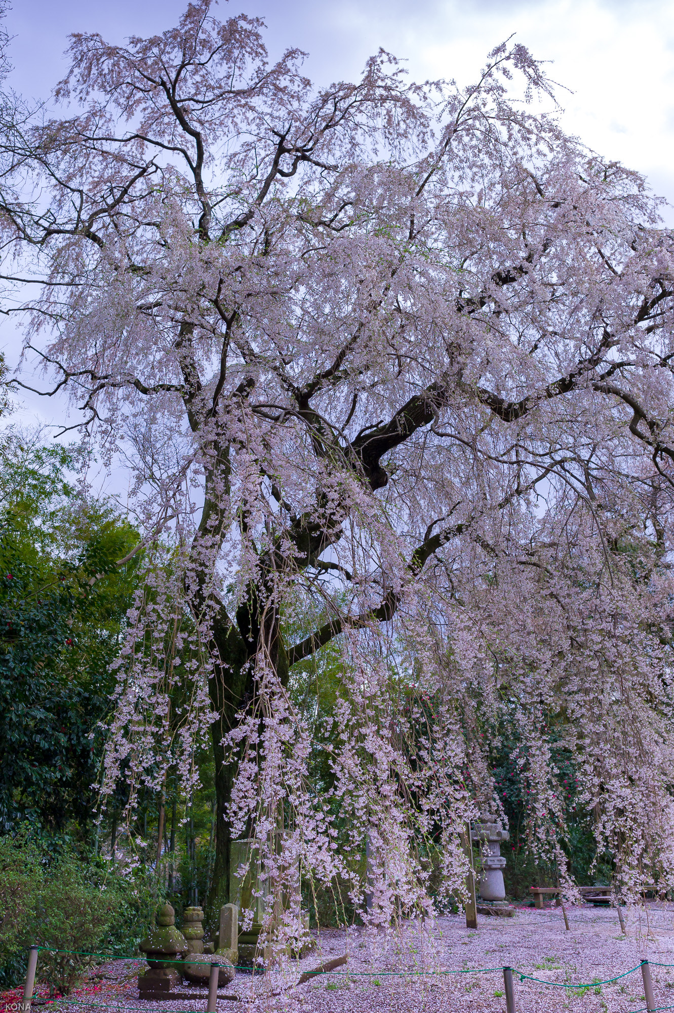 Nikon D3 + Nikon AF-S Nikkor 24mm F1.4G ED sample photo. 枝垂れ桜 photography