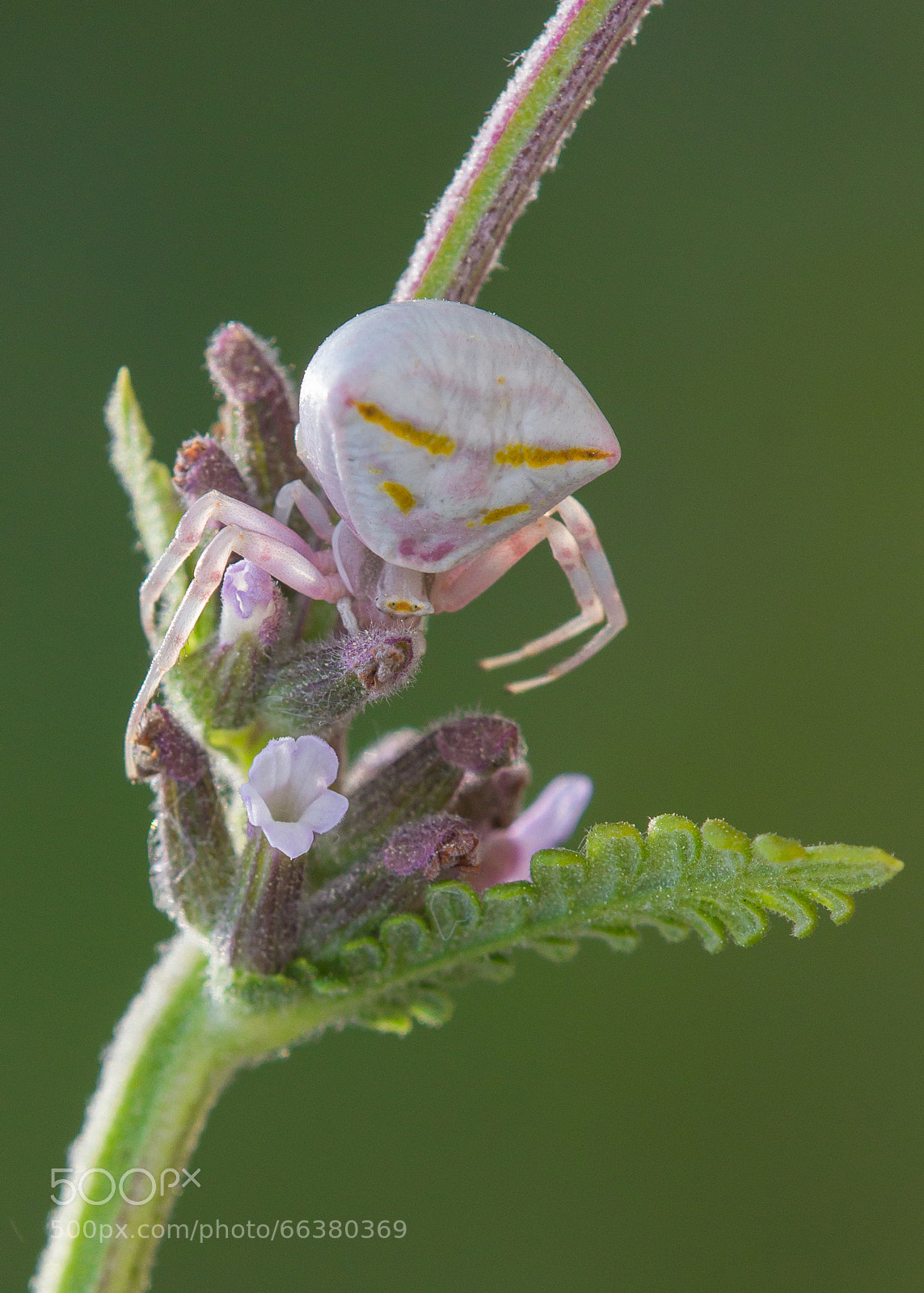 Canon EOS 60D sample photo. Crab spider photography