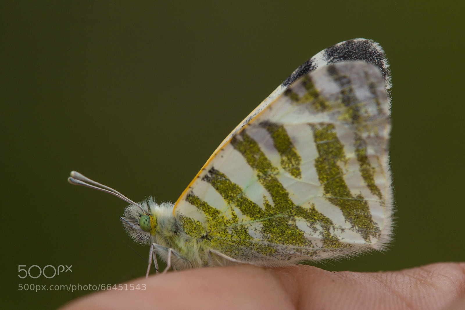 Canon EOS 60D sample photo. Friendly butterfly photography