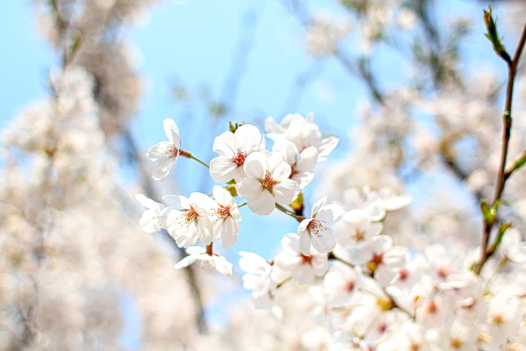 Cherry Blossoms by Jaehyun Ko on 500px.com