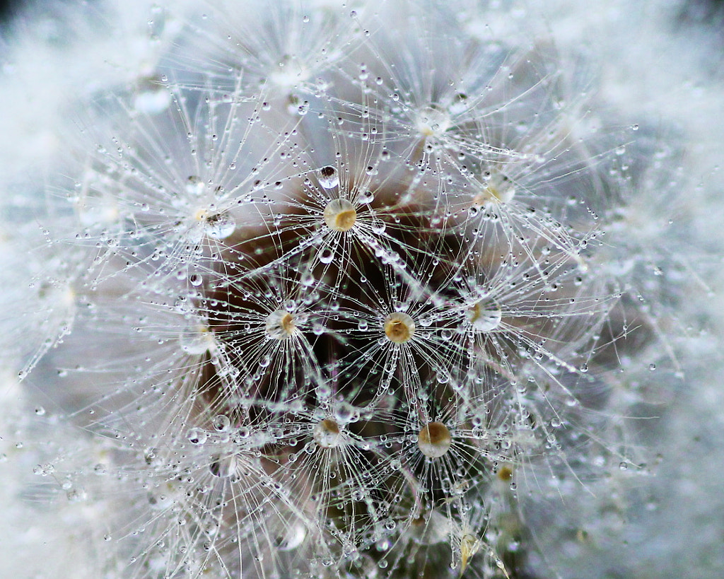 Drops by Evelin Pados on 500px.com