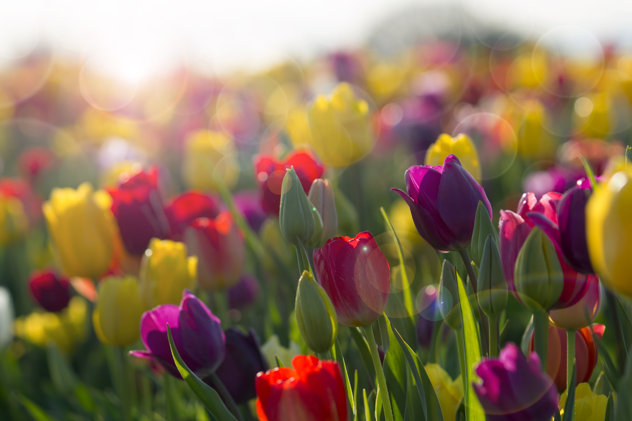 Field of Colorful Tulips in Bloom by Jit Lim / 500px