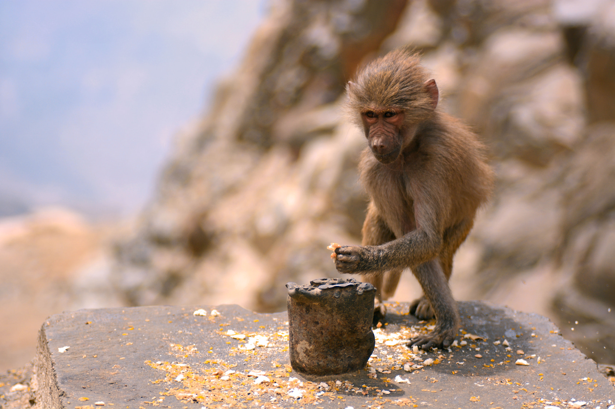 hungry monkey