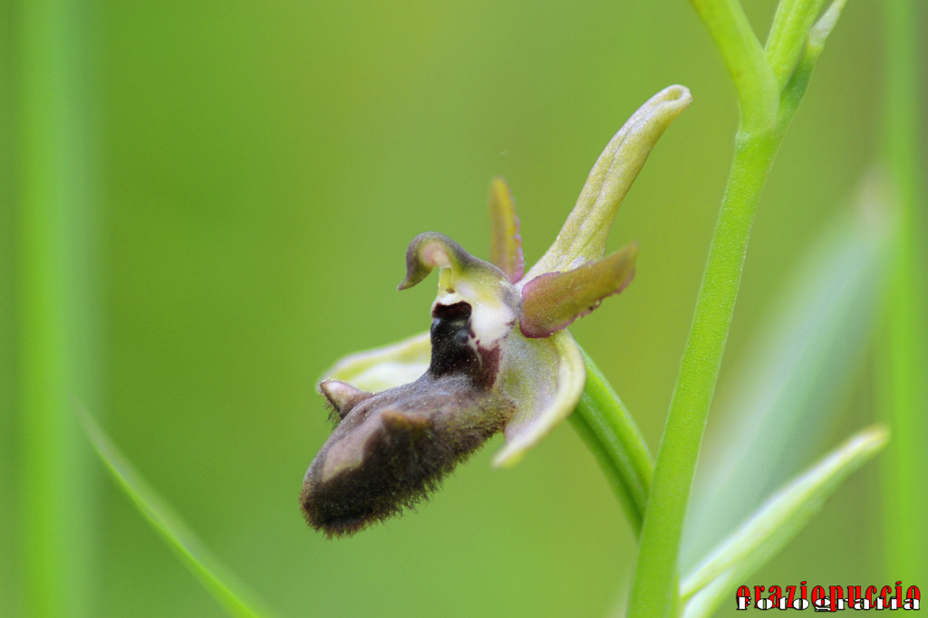 Ophrys