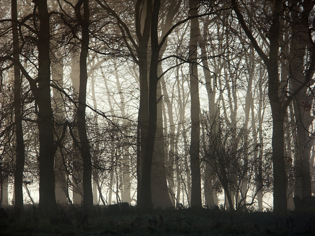 Mist in the Trees by Mike Parsons on 500px.com