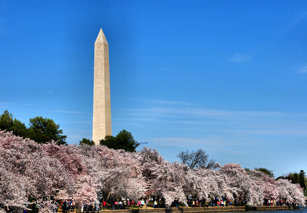 Cherry Blossom Festival DC by Eric Ok / 500px