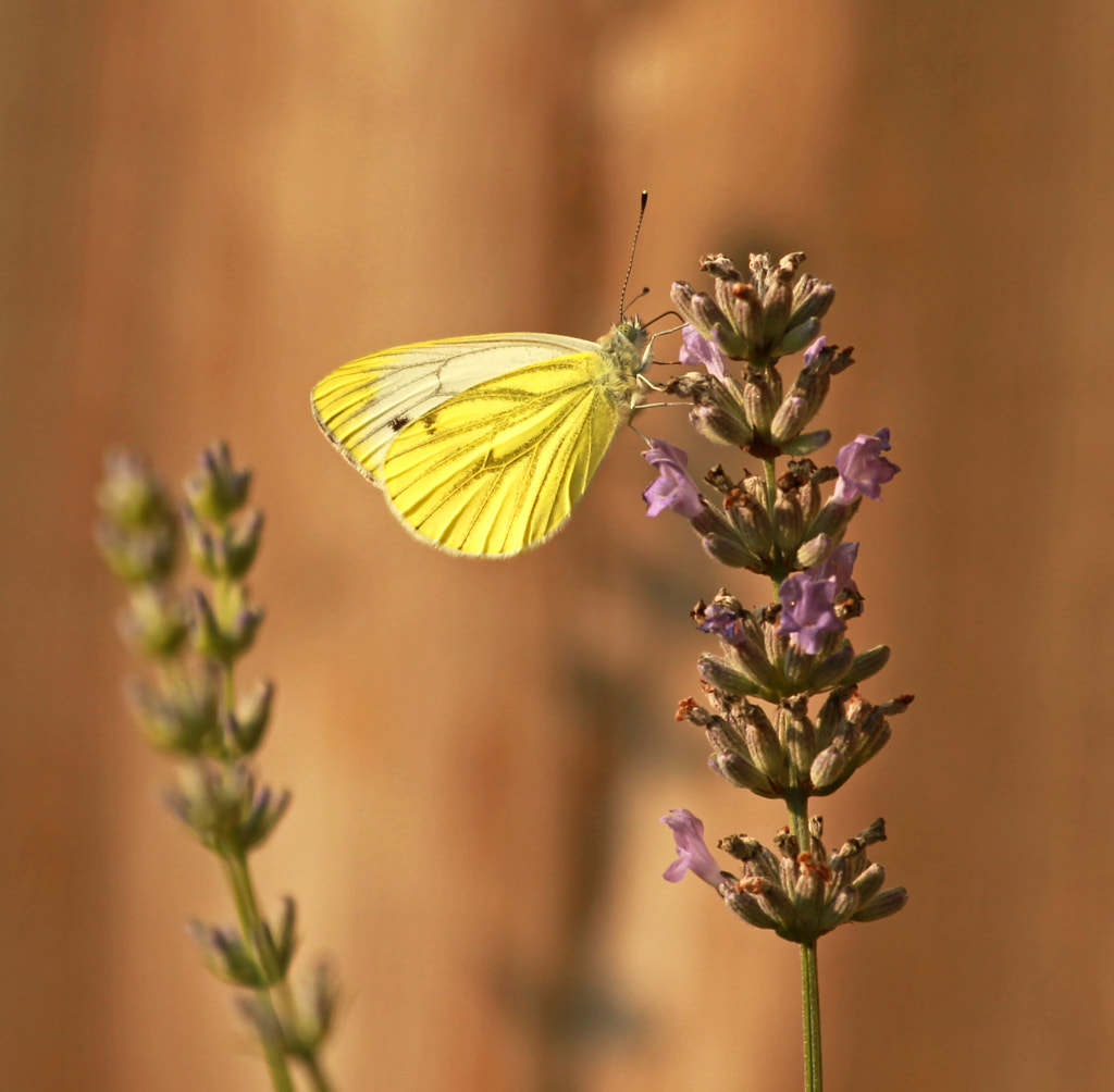 Butterfly by Marco Weening on 500px.com