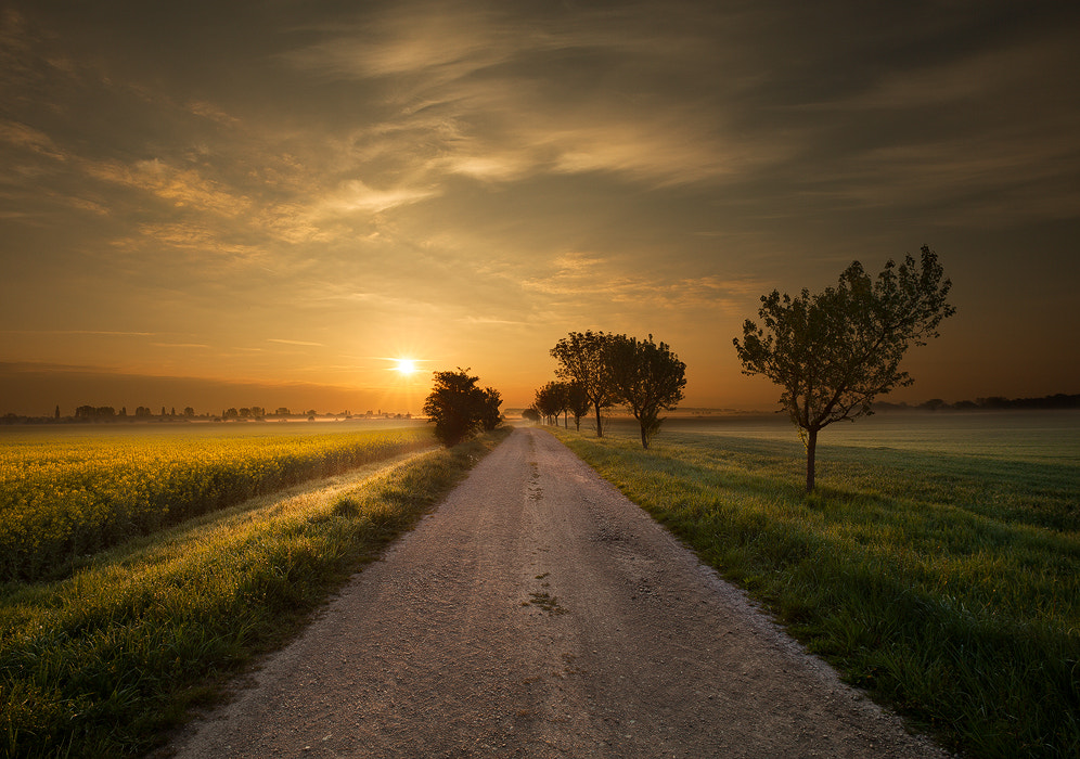 Fields of Gold