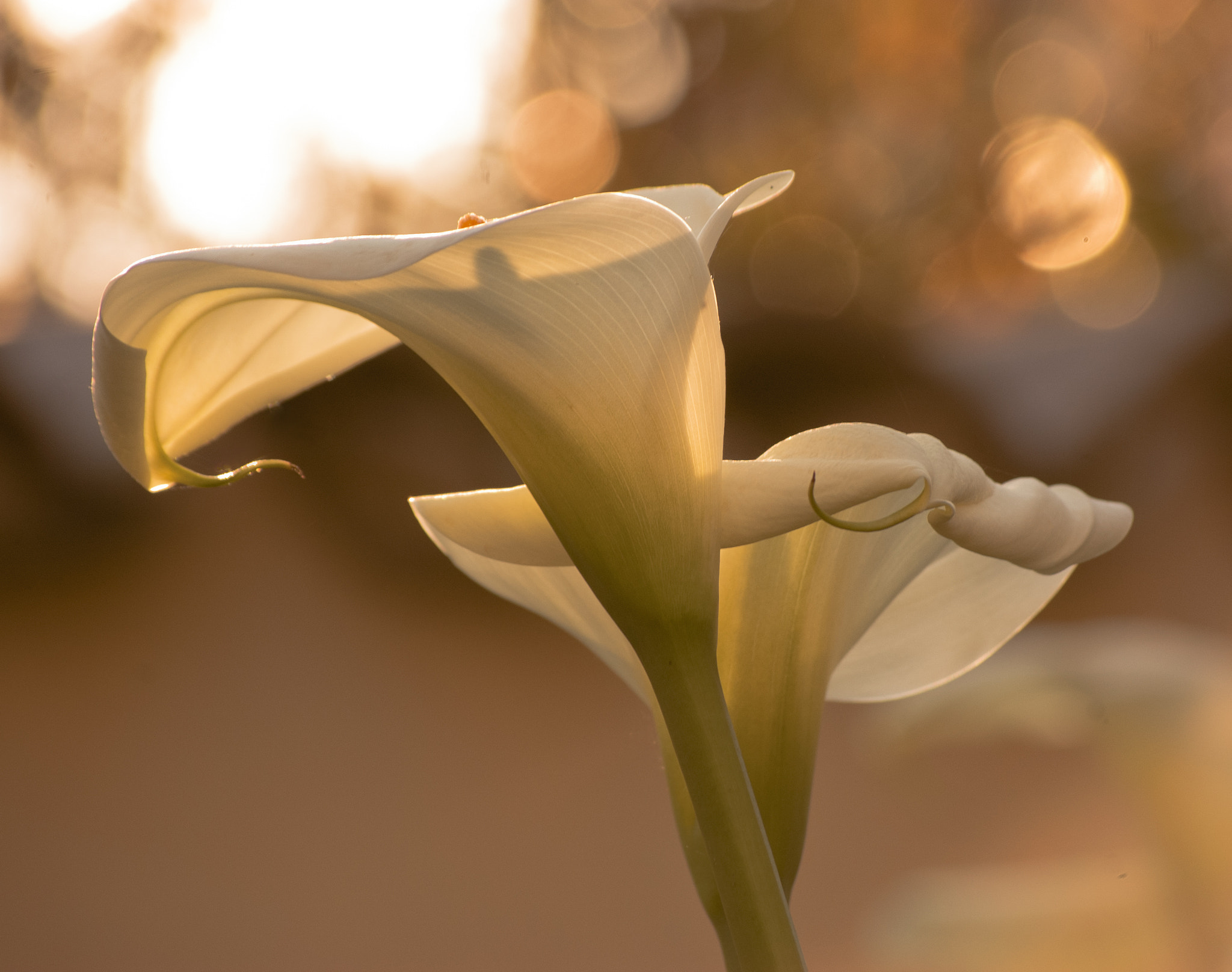Springtime