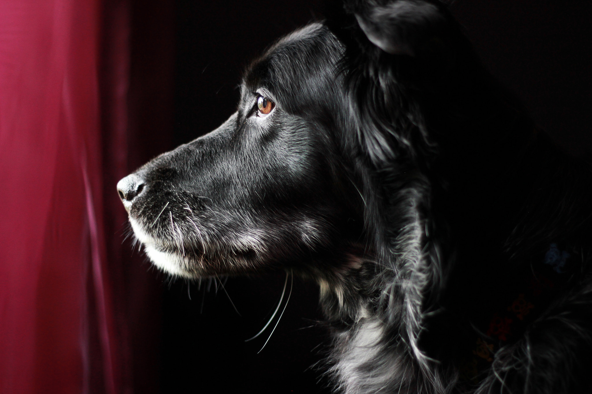 Marley Watching through the Window