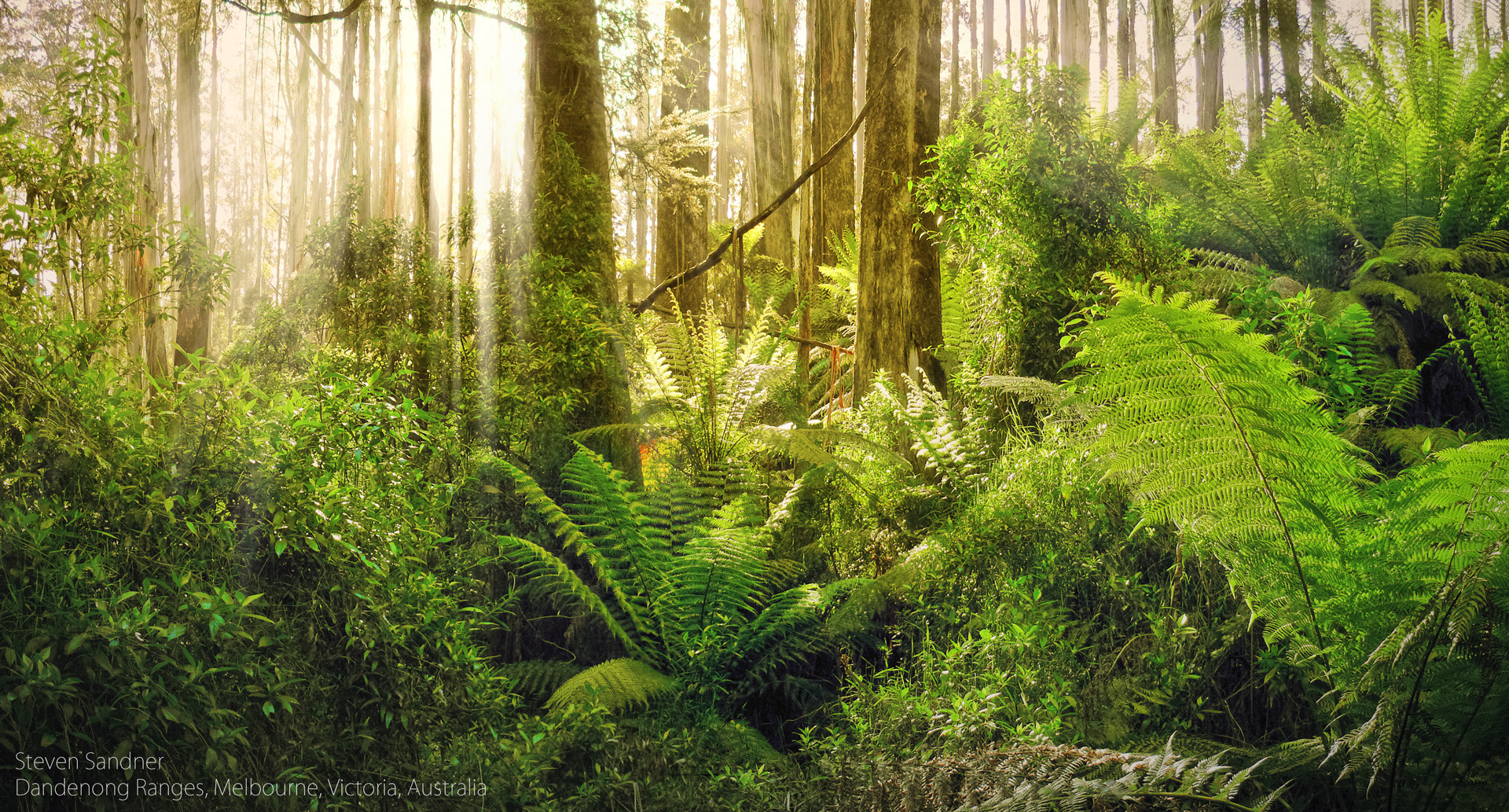 Dandenong Ranges Forest HDR