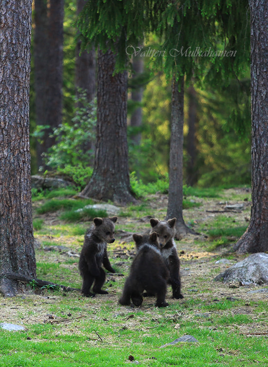 Dancing bears by Valtteri Mulkahainen on 500px.com