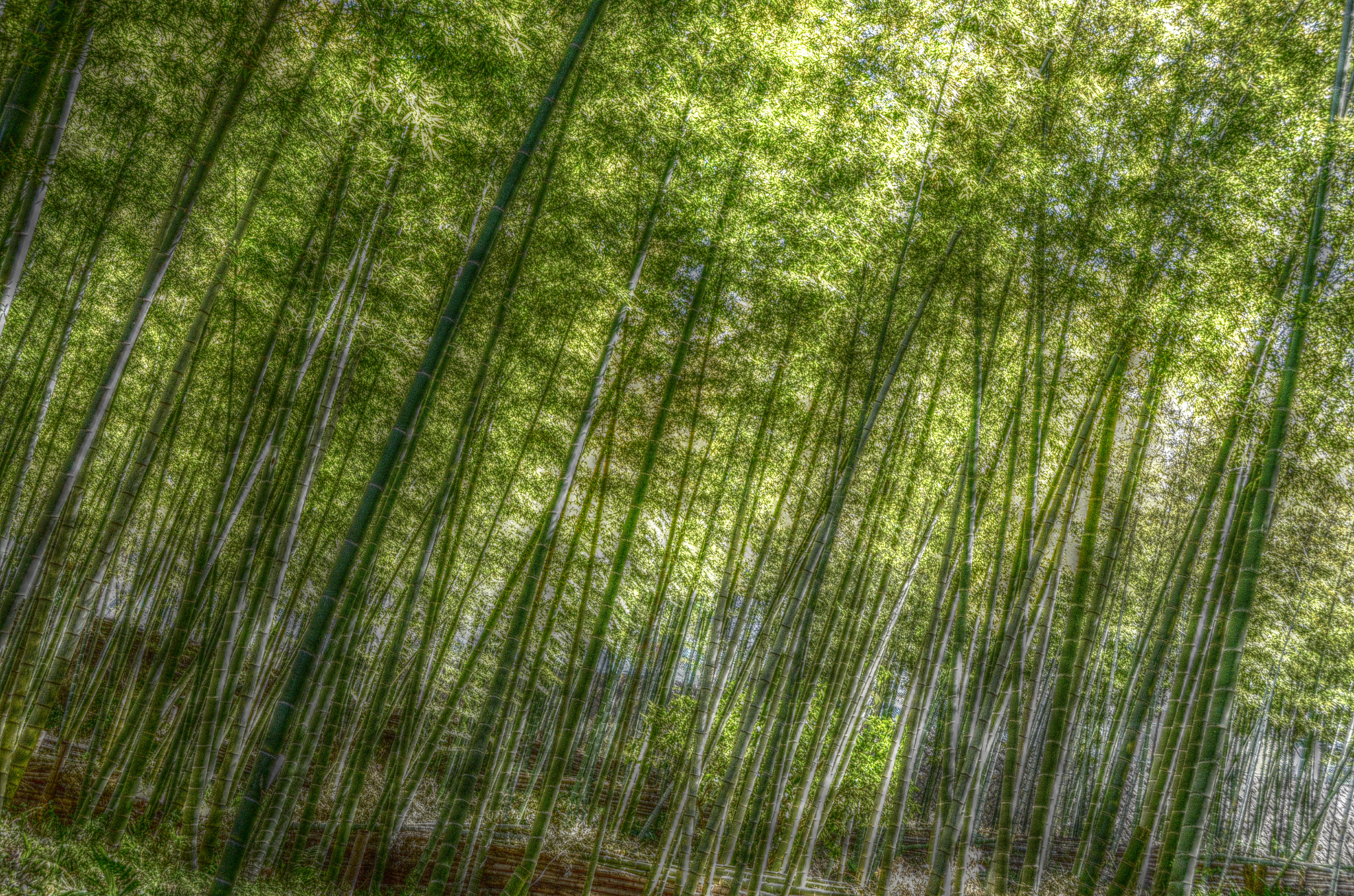 Bamboo forest