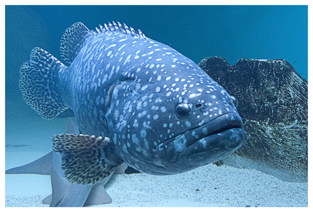 Animals with christmas lights