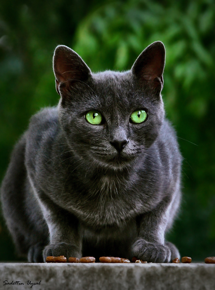 Black cats - Panther by Sadettin  Uysal on 500px.com