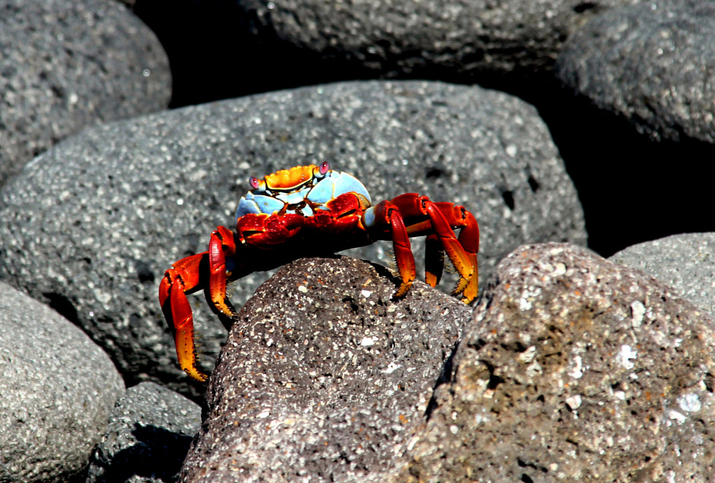 Photograph Colorful Crab, North Seymour Island,  Galapagos Islands by jpoage on 500px