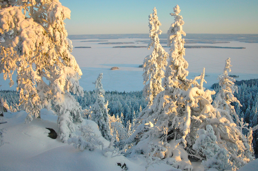 Spruce and pine by Hannu Koskela on 500px.com