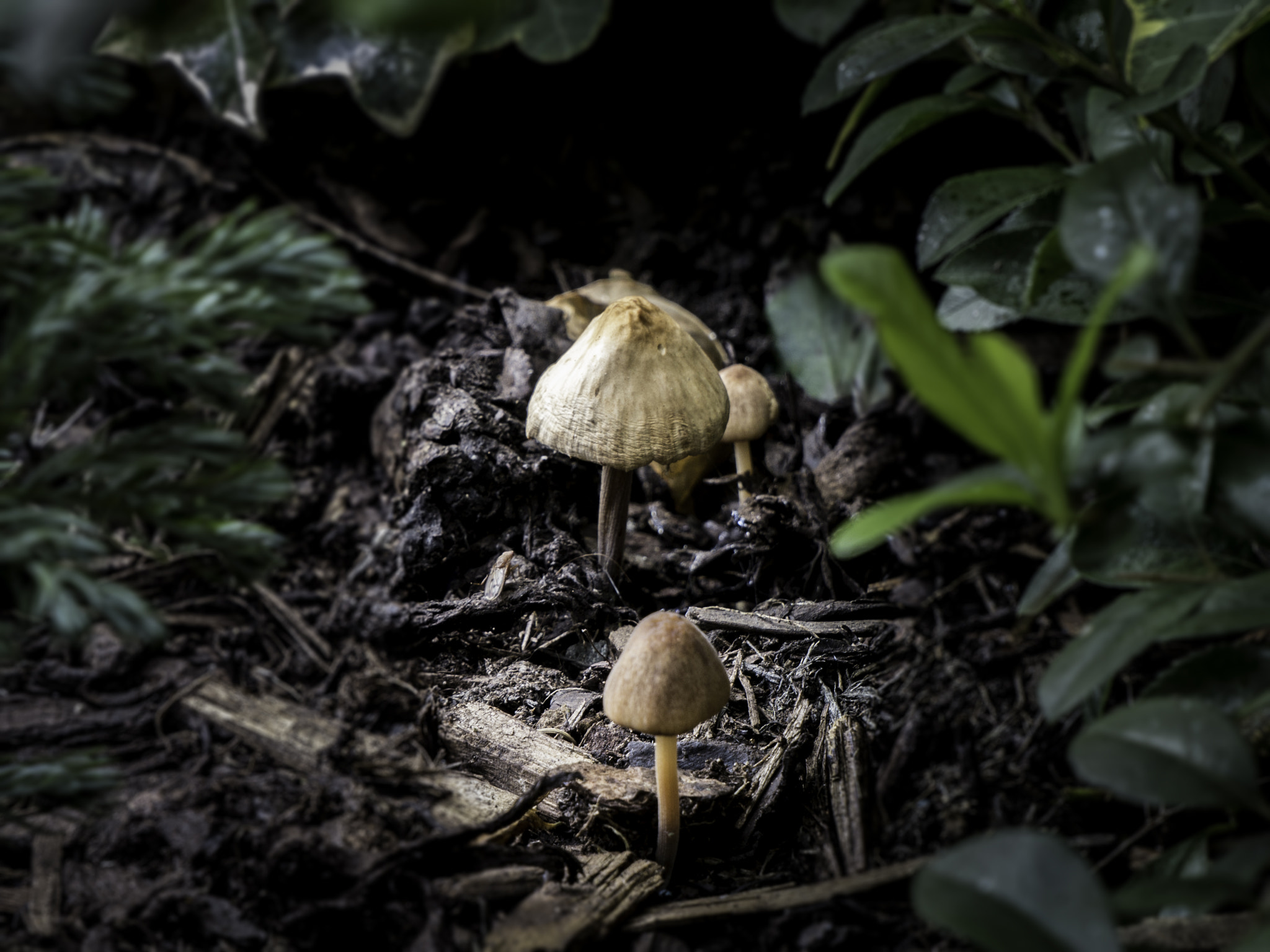 Mushroom for Two
