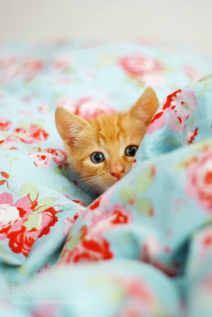 Tilda I by Katja Sturm