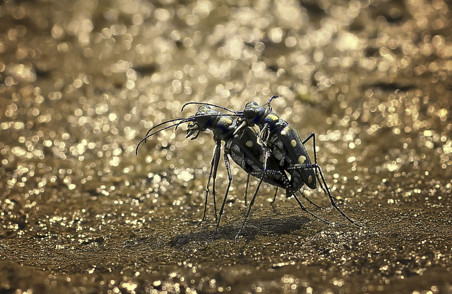 Mating in the light