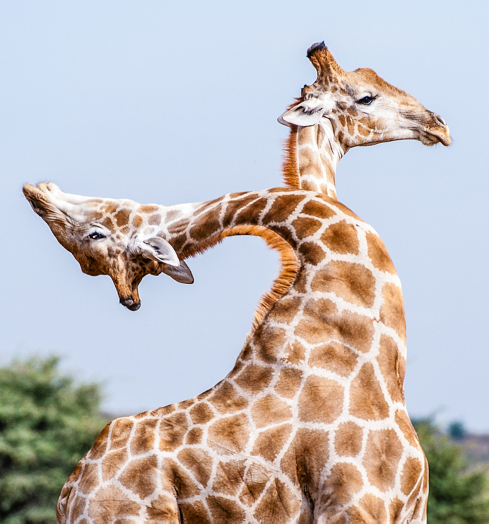 The amazing two-headed Giraffe by Denis Roschlau on 500px.com