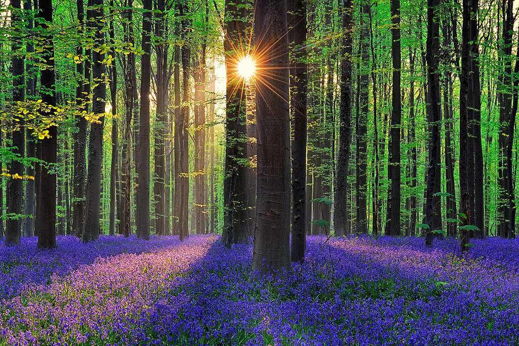 WS Hallerbos_500px by Walter Spoor on 500px.com
