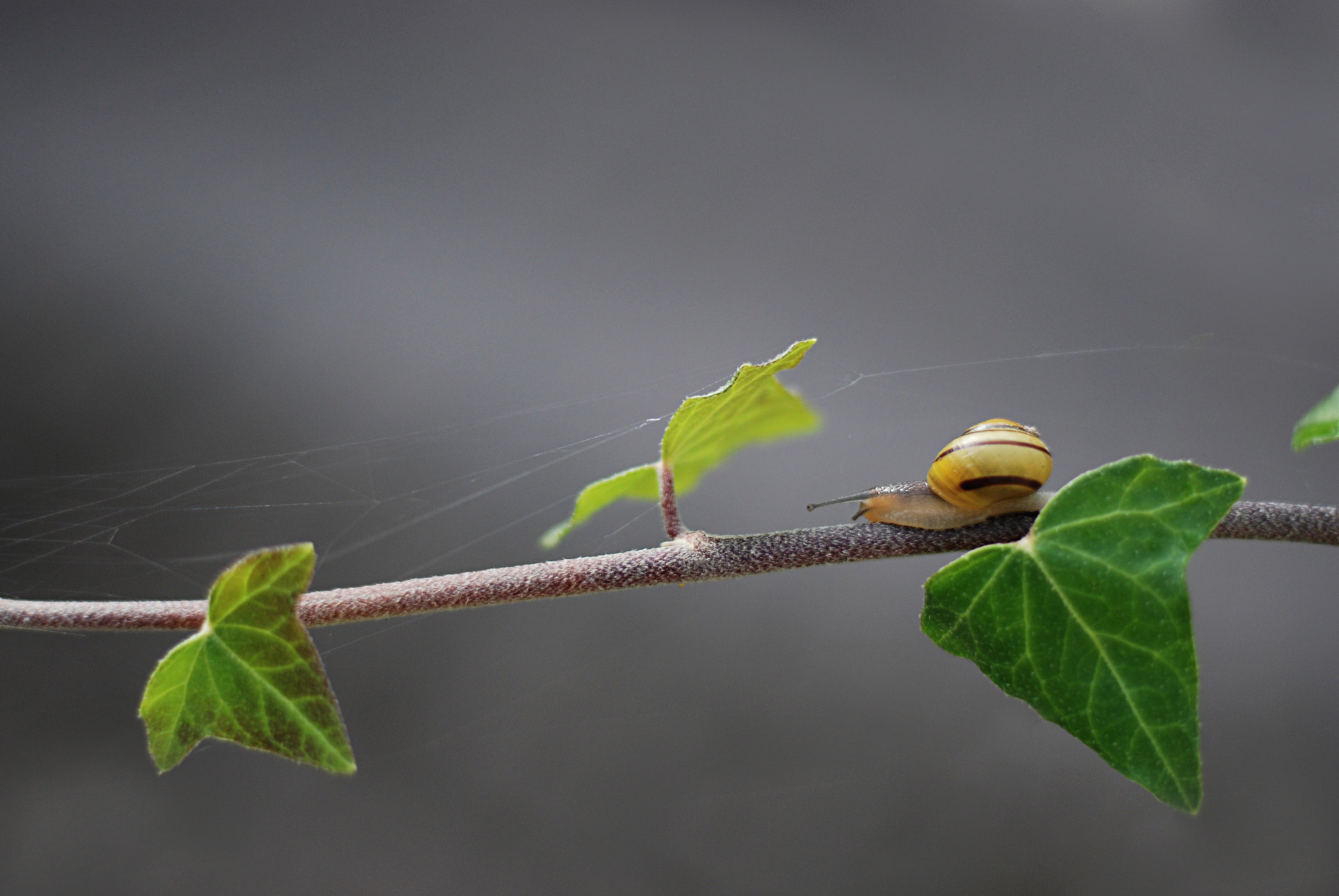 Balancing snail