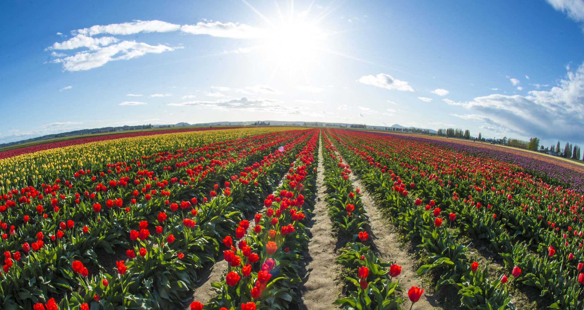 The sun over the Skagit Valley Tulip Festival