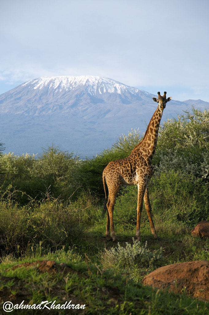 Kilimanjaro and a Giraffe by Ahmad Khadhran on 500px.com