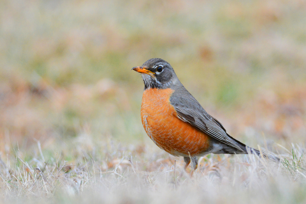 American Robin - Red Breasted Birds: A Guide to the Most Colorful birds