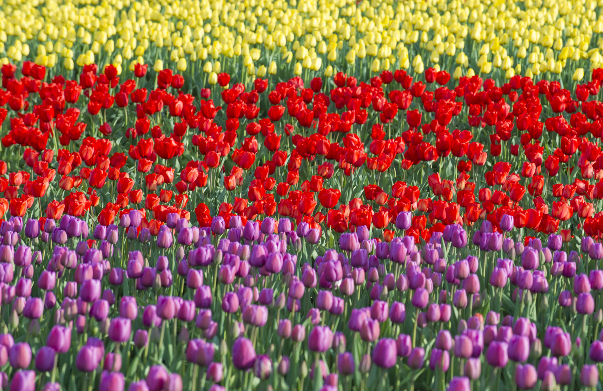 Layers of color: Tulip Festival