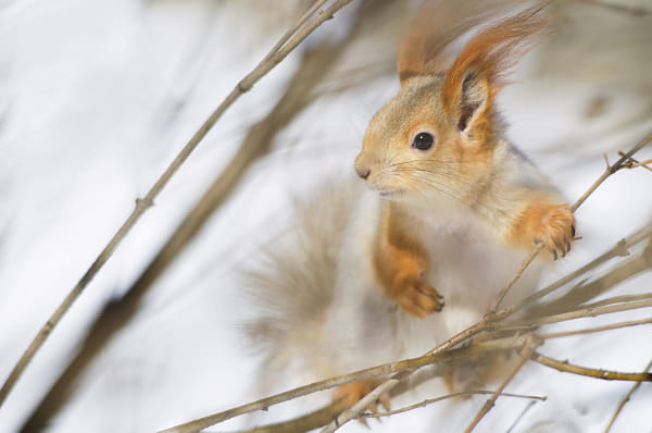 Red Squirrel 8 by Cathynium Photos on 500px.com