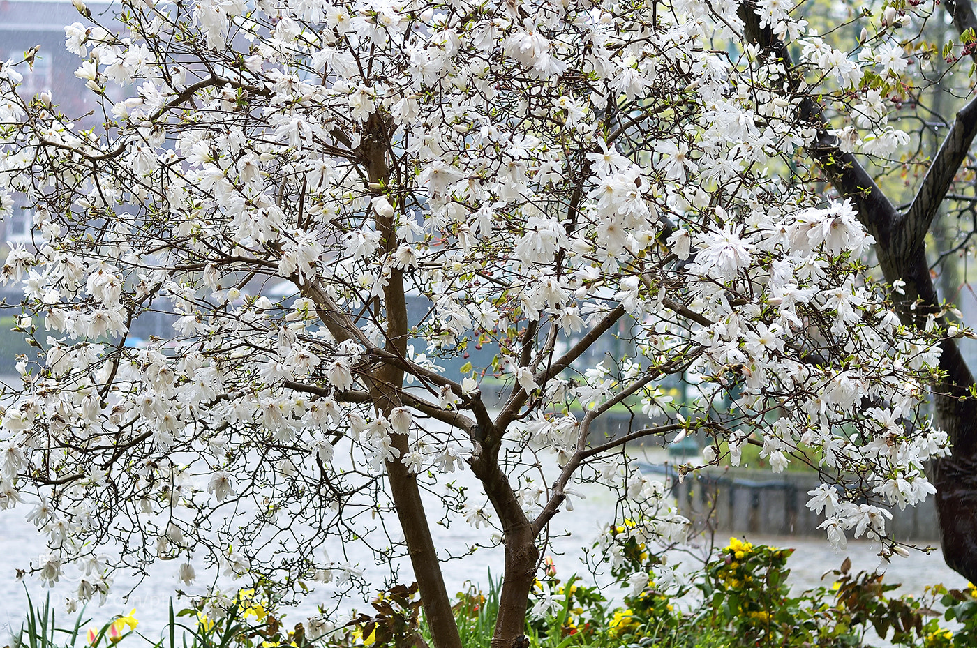 Nikon D7000 sample photo. Awakening photography
