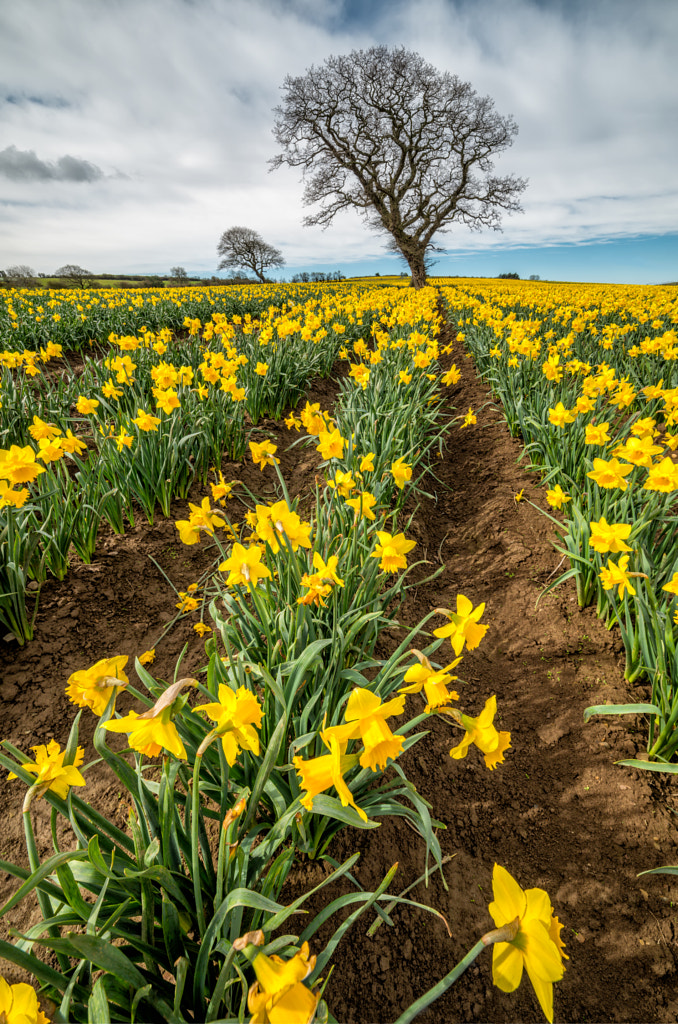 Rows of Daffodils by Adrian Evans Photography on 500px.com