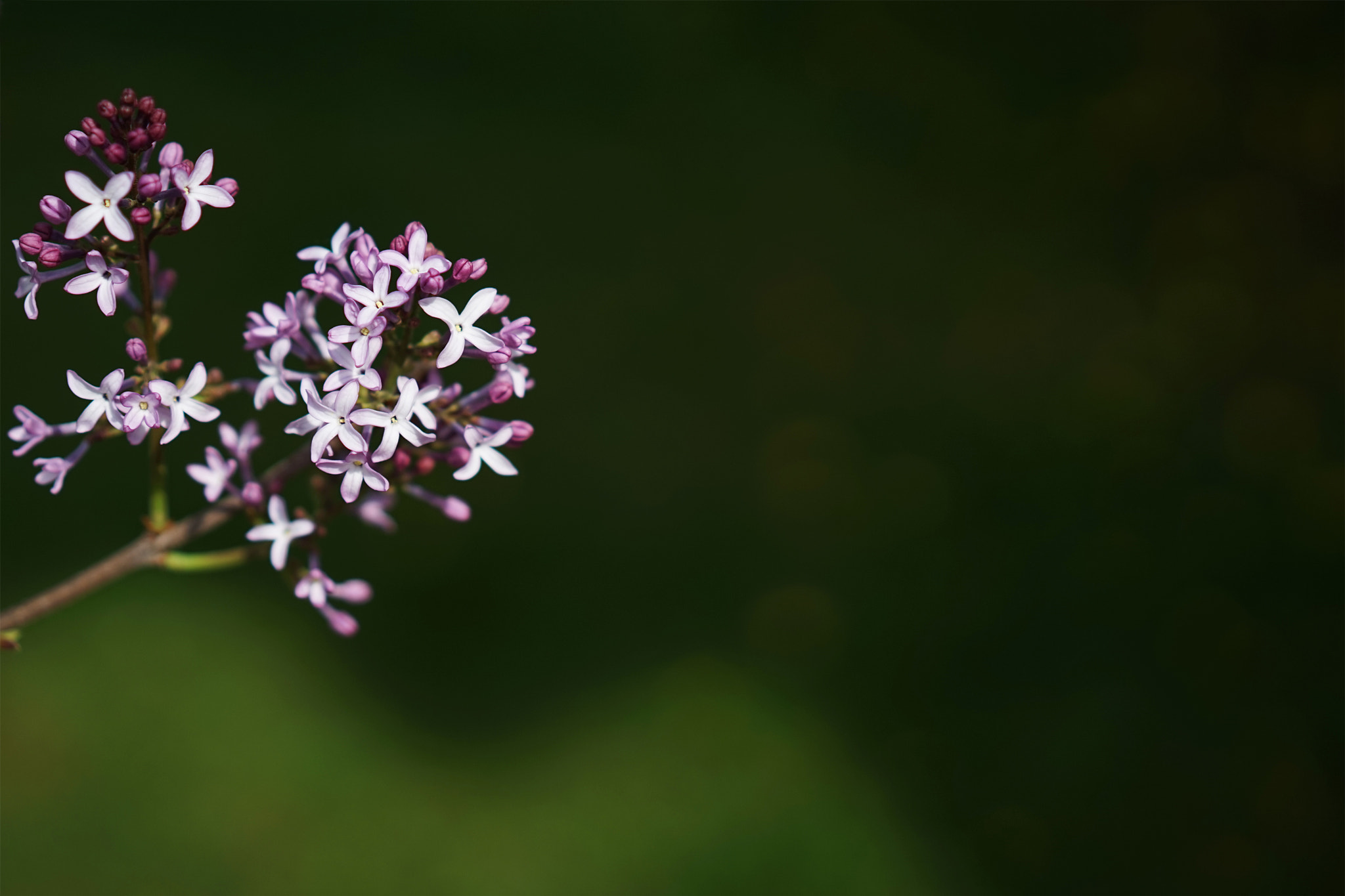 Spring arriving
