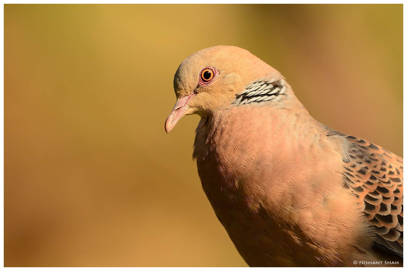 Oriental Turtle Dove by Nishant Shah on 500px.com