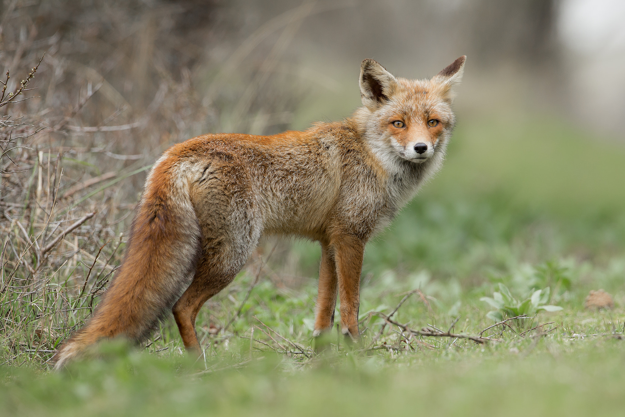 Red Fox by Neil Descheemaeker on 500px.com