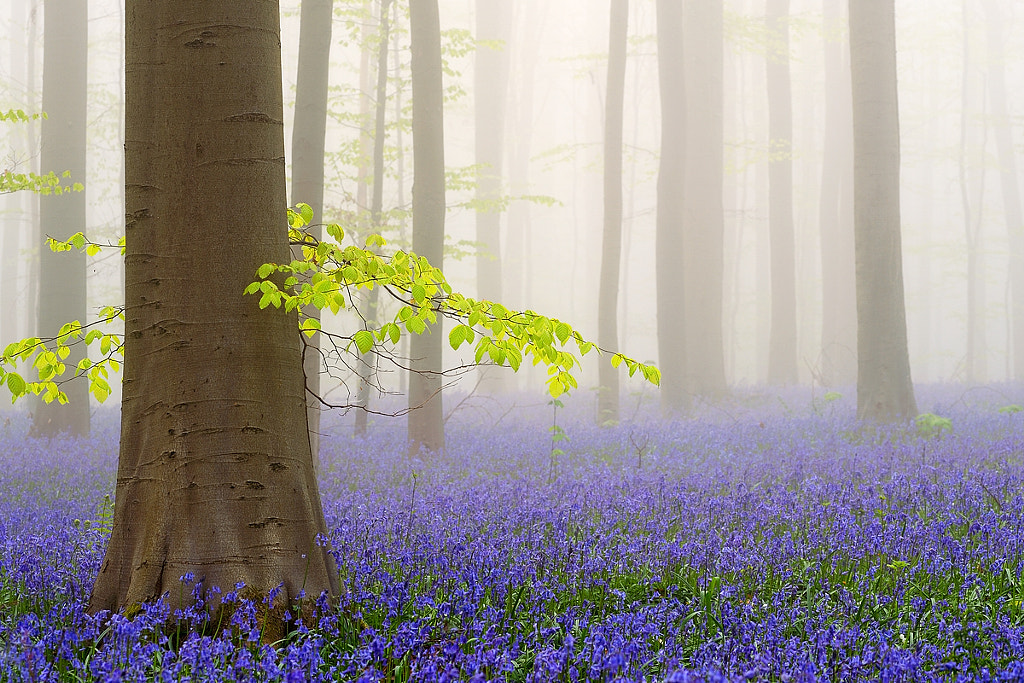 Misty Hallerbos by Jimmy De Taeye on 500px.com