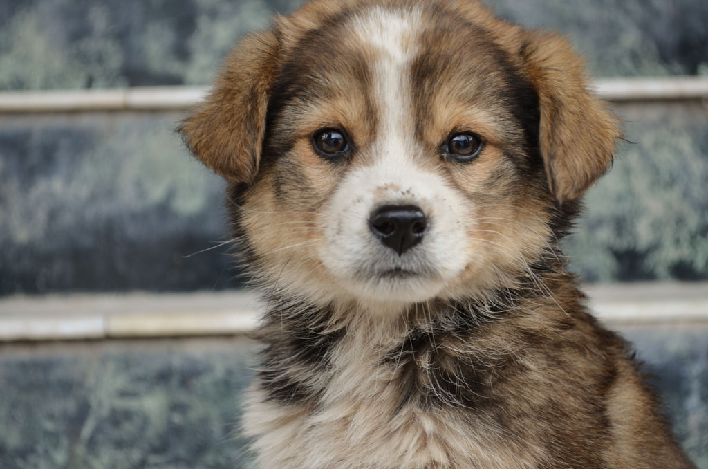 Puppy, Manali by Karthik Prashanth Nagarajan on 500px.com