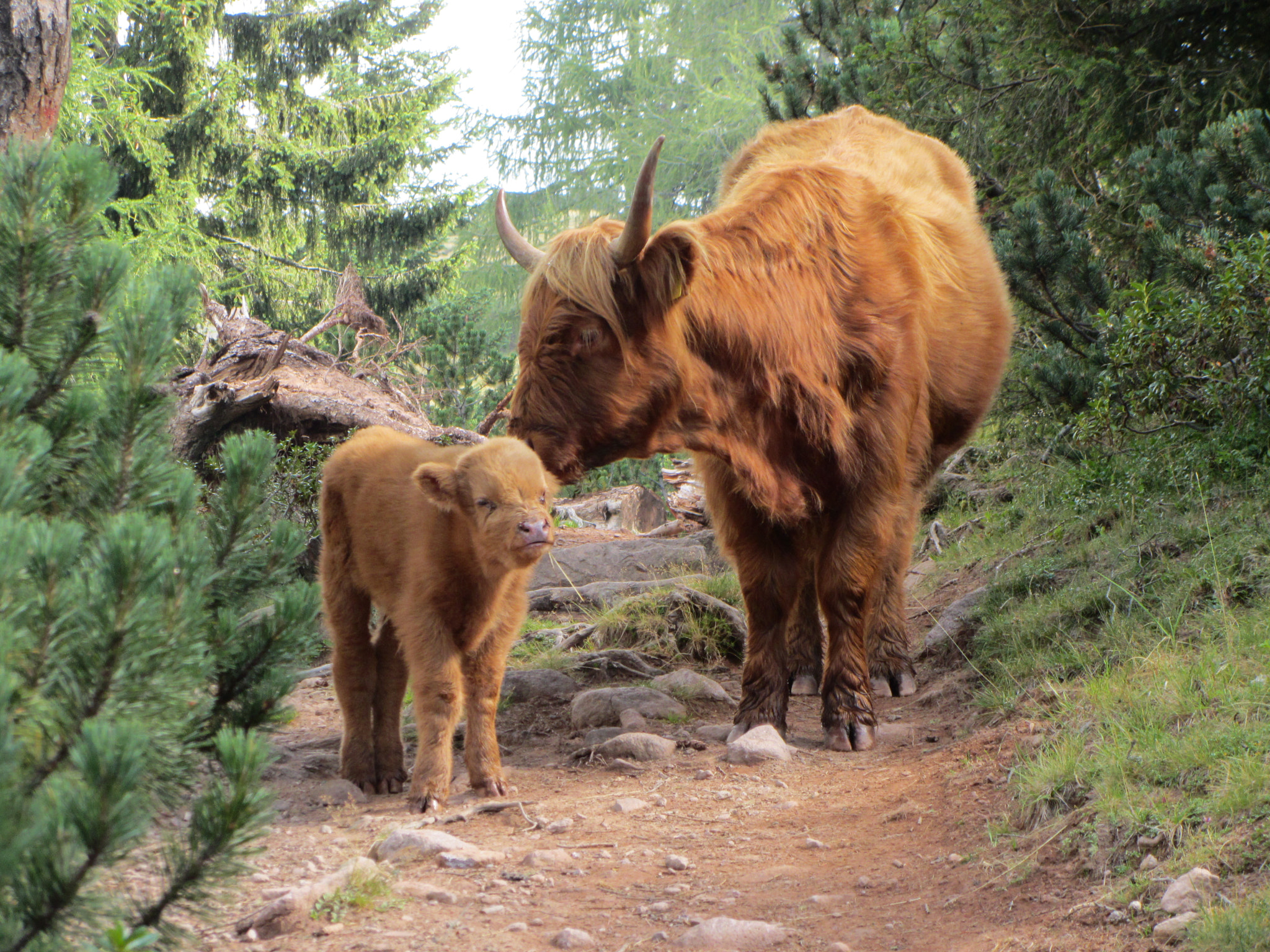 living free in the Alps