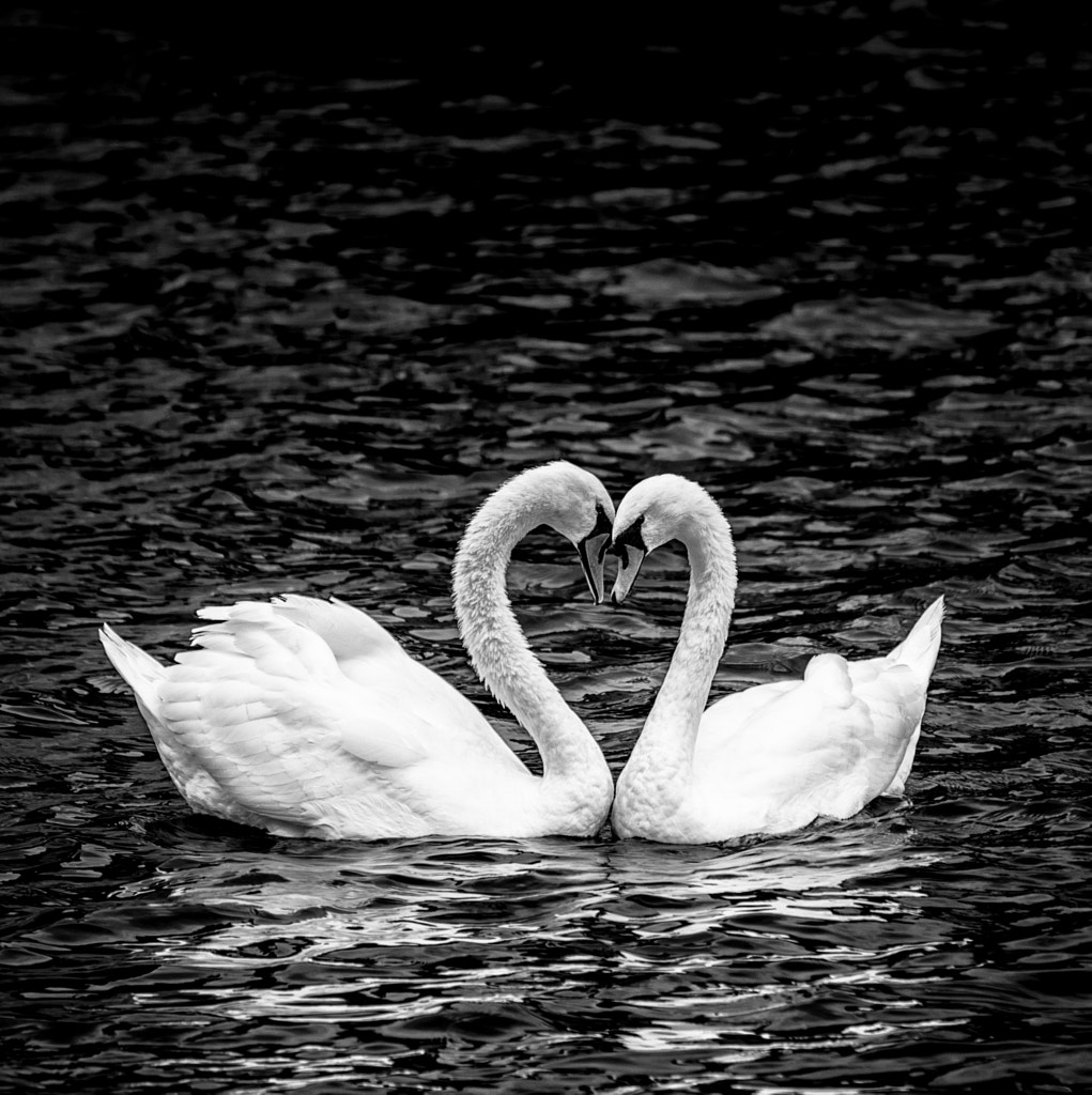 Love by Renzo Gherardi on 500px.com