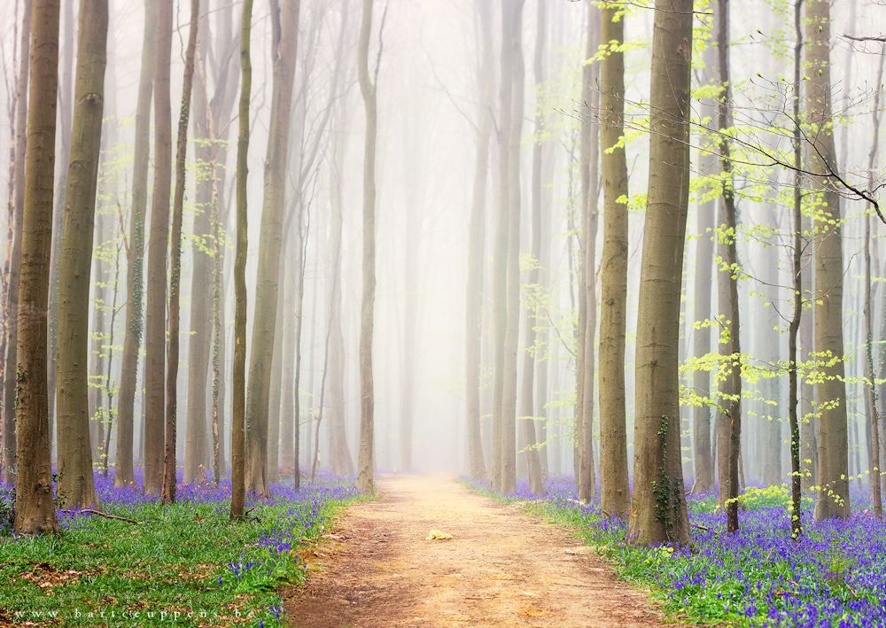 bluebell forest 2014 - 2 by Bart Ceuppens on 500px.com