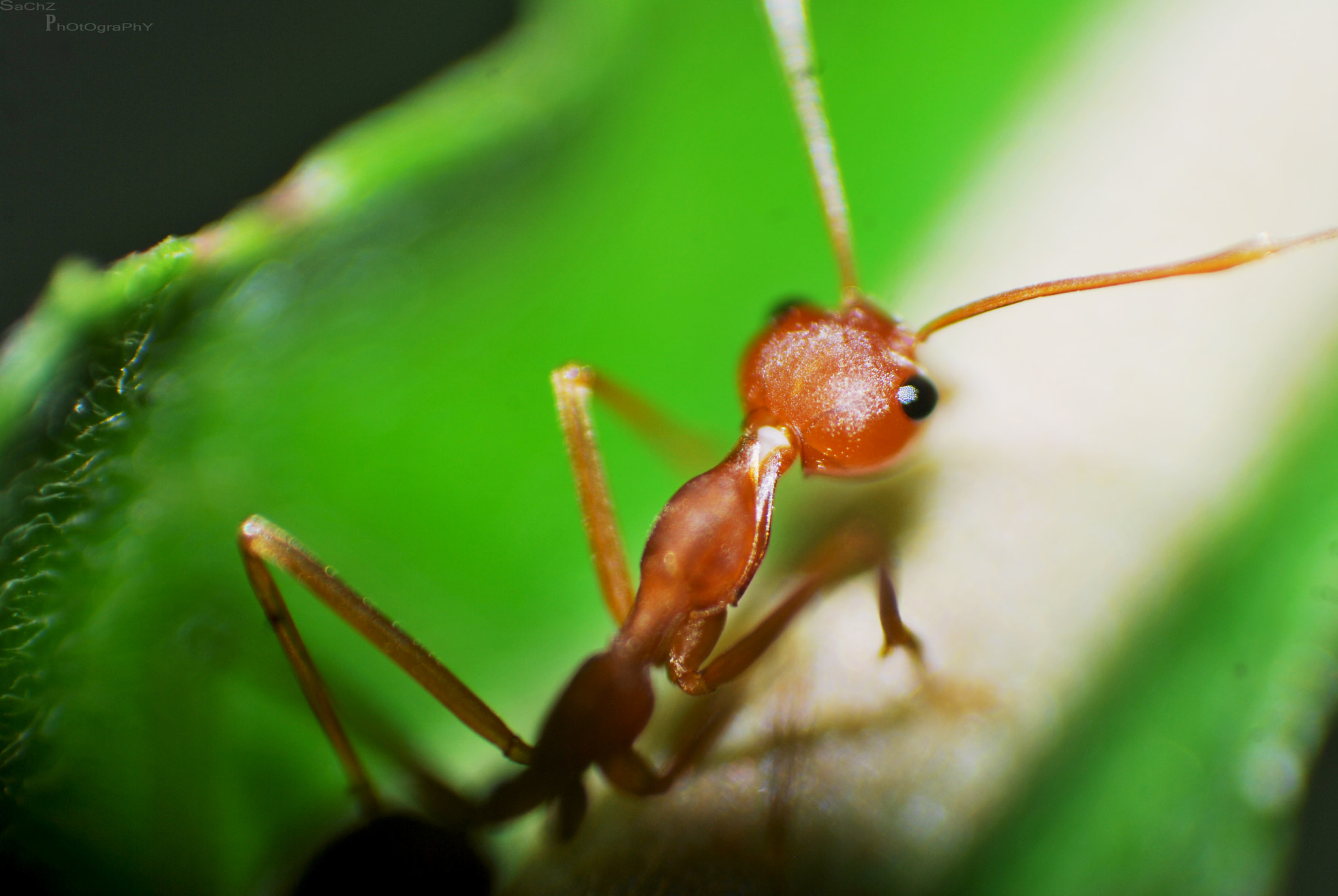 Macro with reverse lens