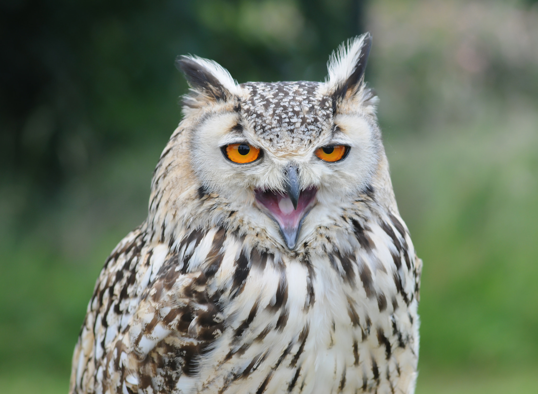 happy owl