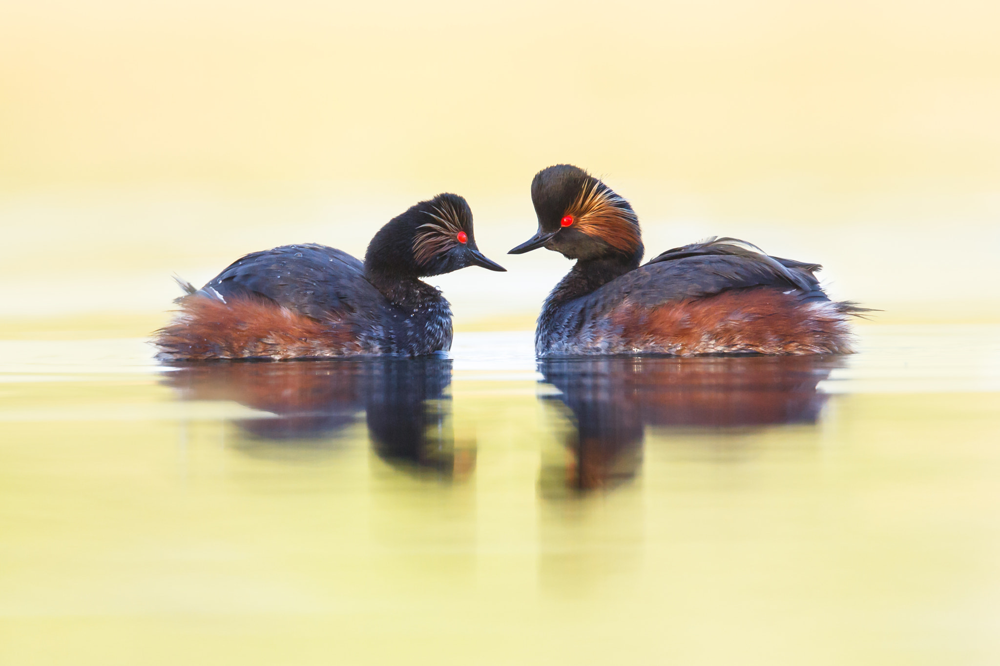 Black-necked grebe