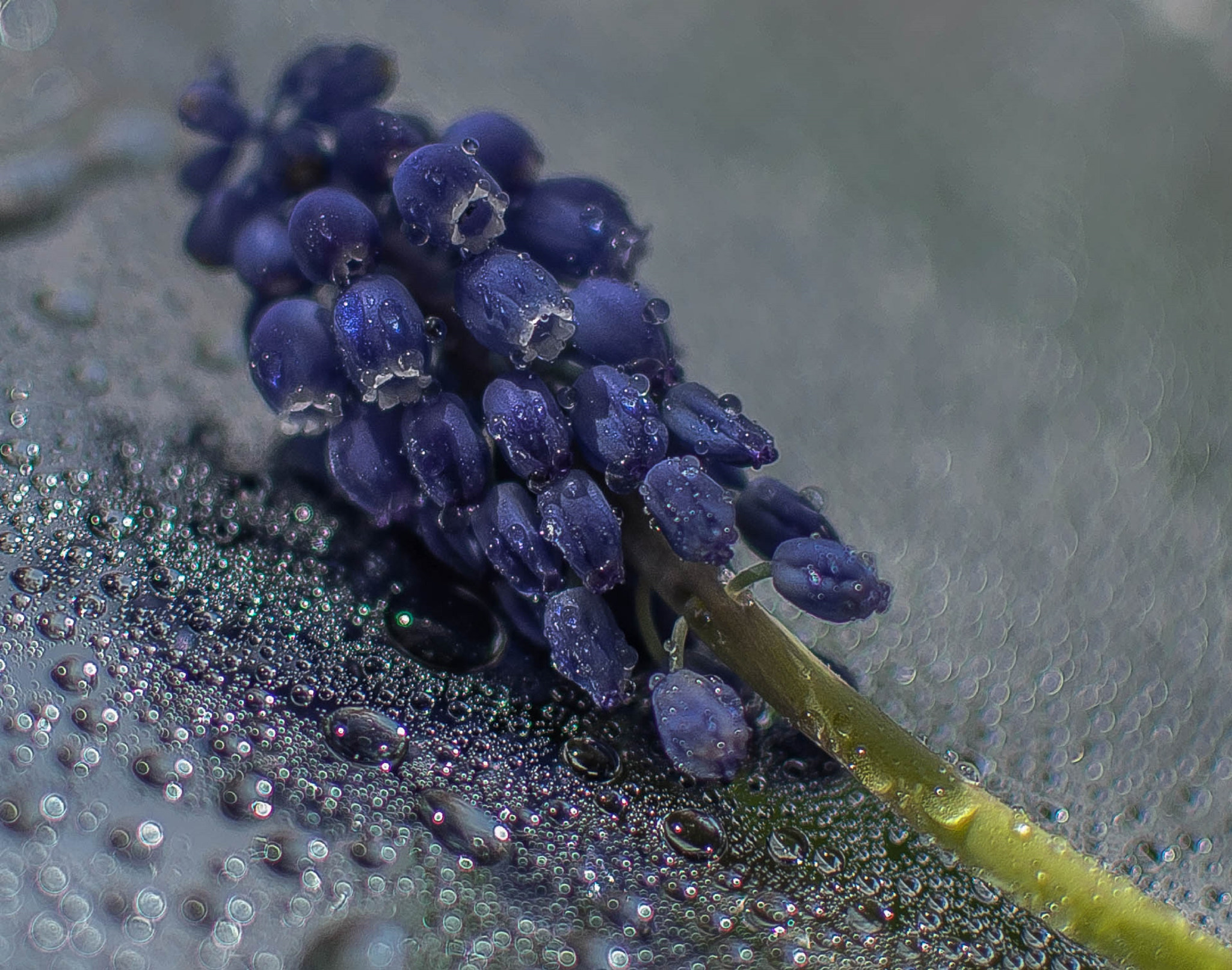 Гроздь. Bunch.