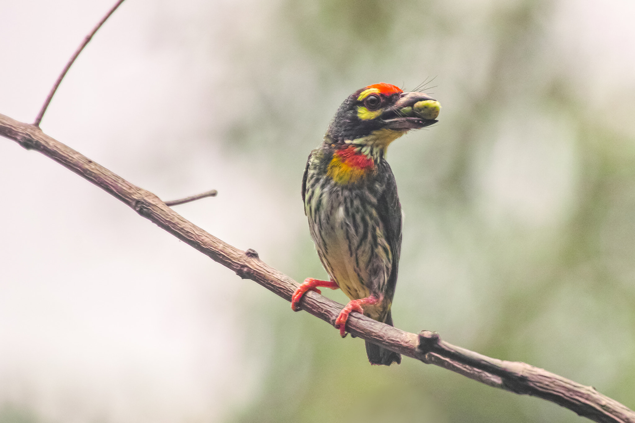 Coppersmith Barbet