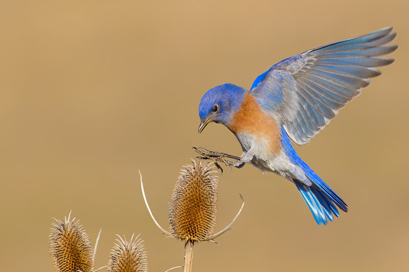 Bluebird in flight by Sridatta Chegu on 500px.com