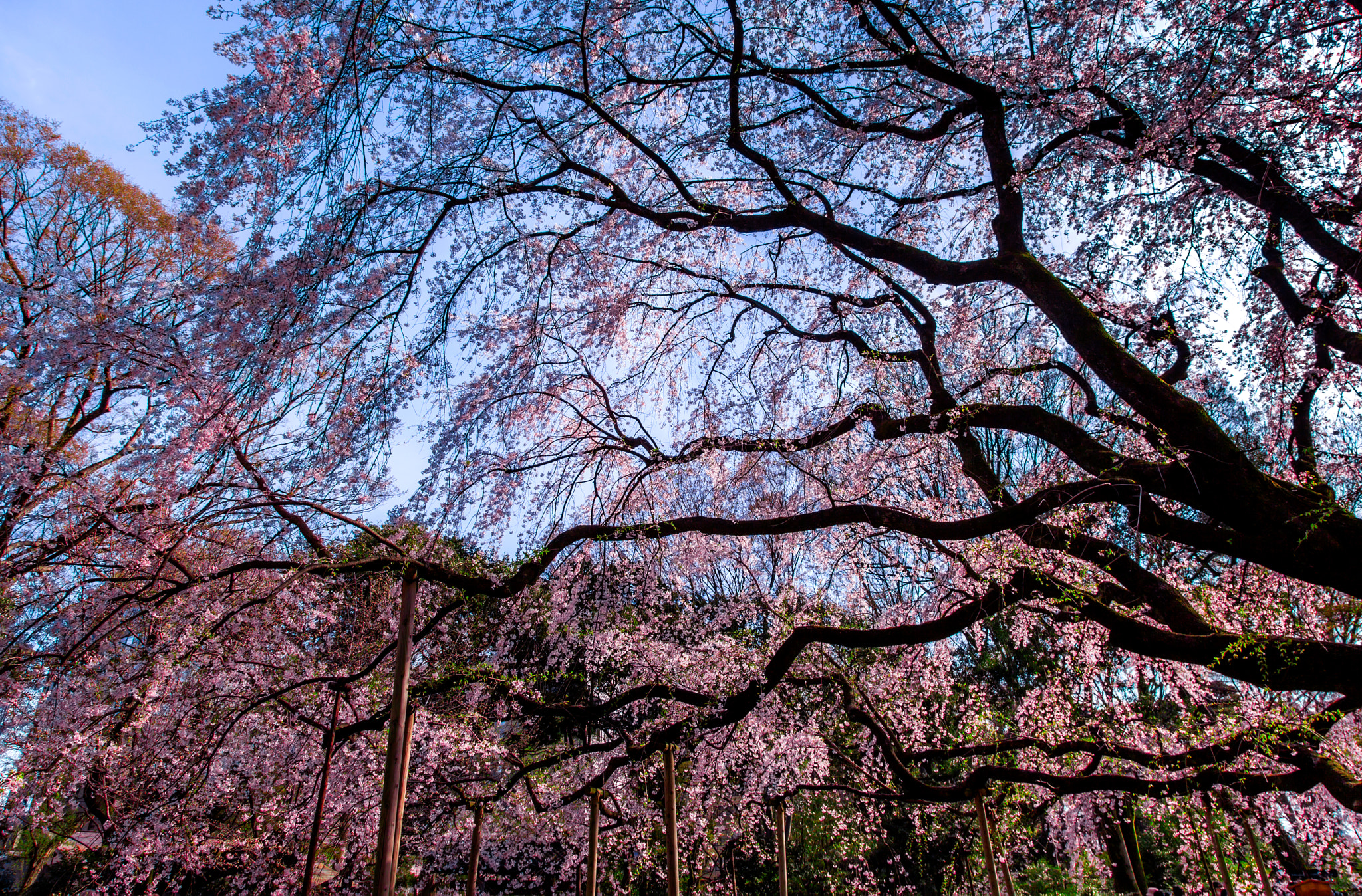 huge sakura