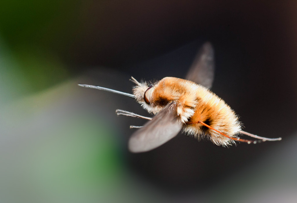 macro-photography - Beefly (Bombyliidae) in Flight by Robert K. Baggs on 500px.com